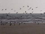 Het strand bij Matalascañas